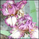 DSCN0068.JPG